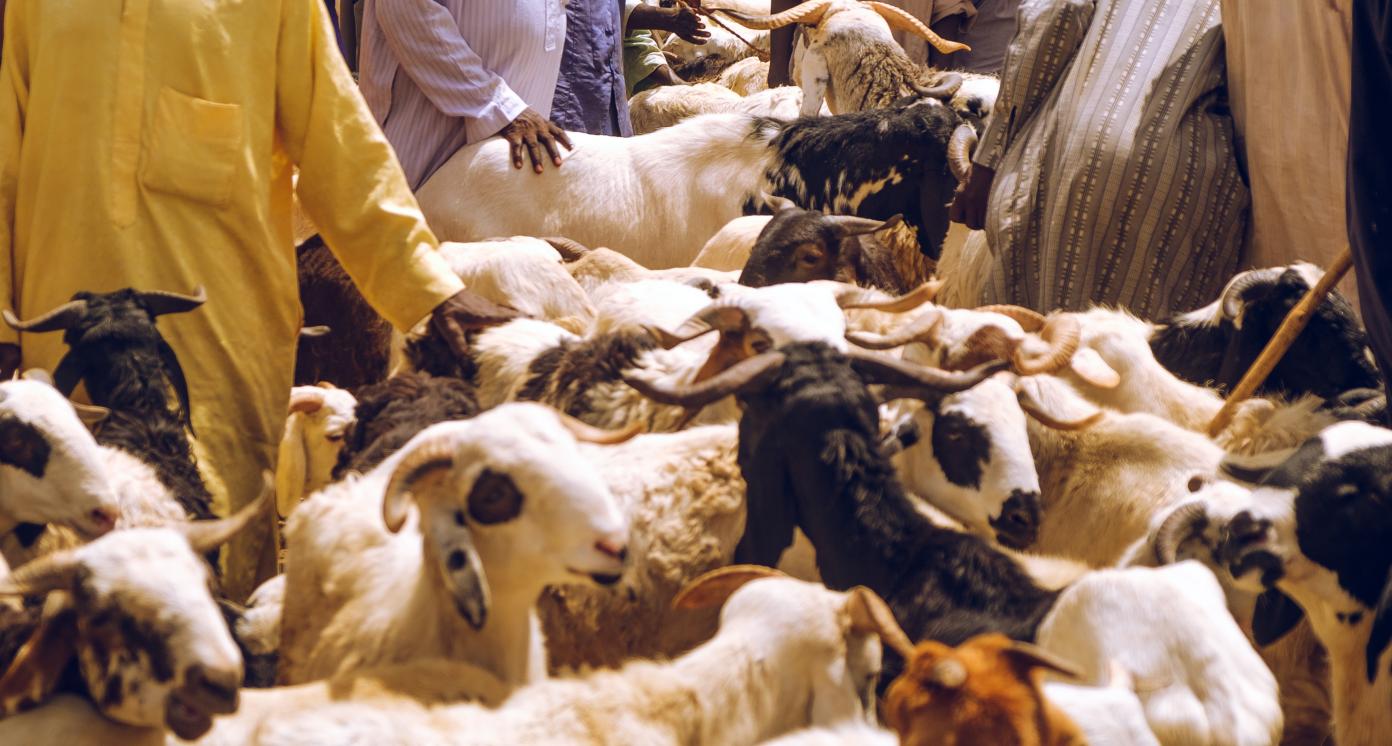 livestock