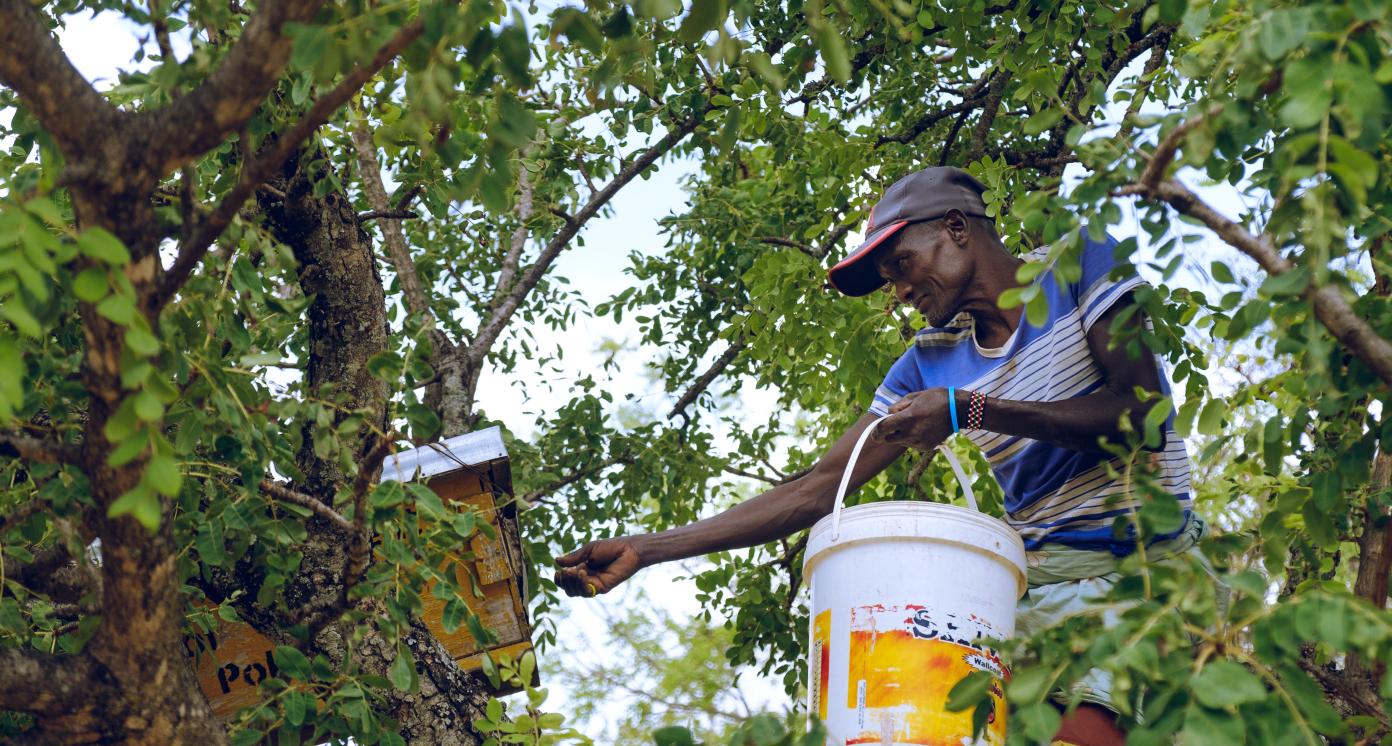 Bee Keeping