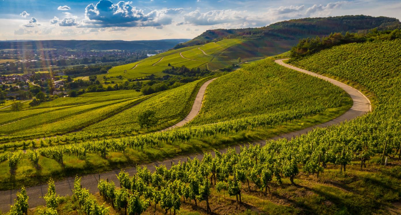 Moldova Vineyard