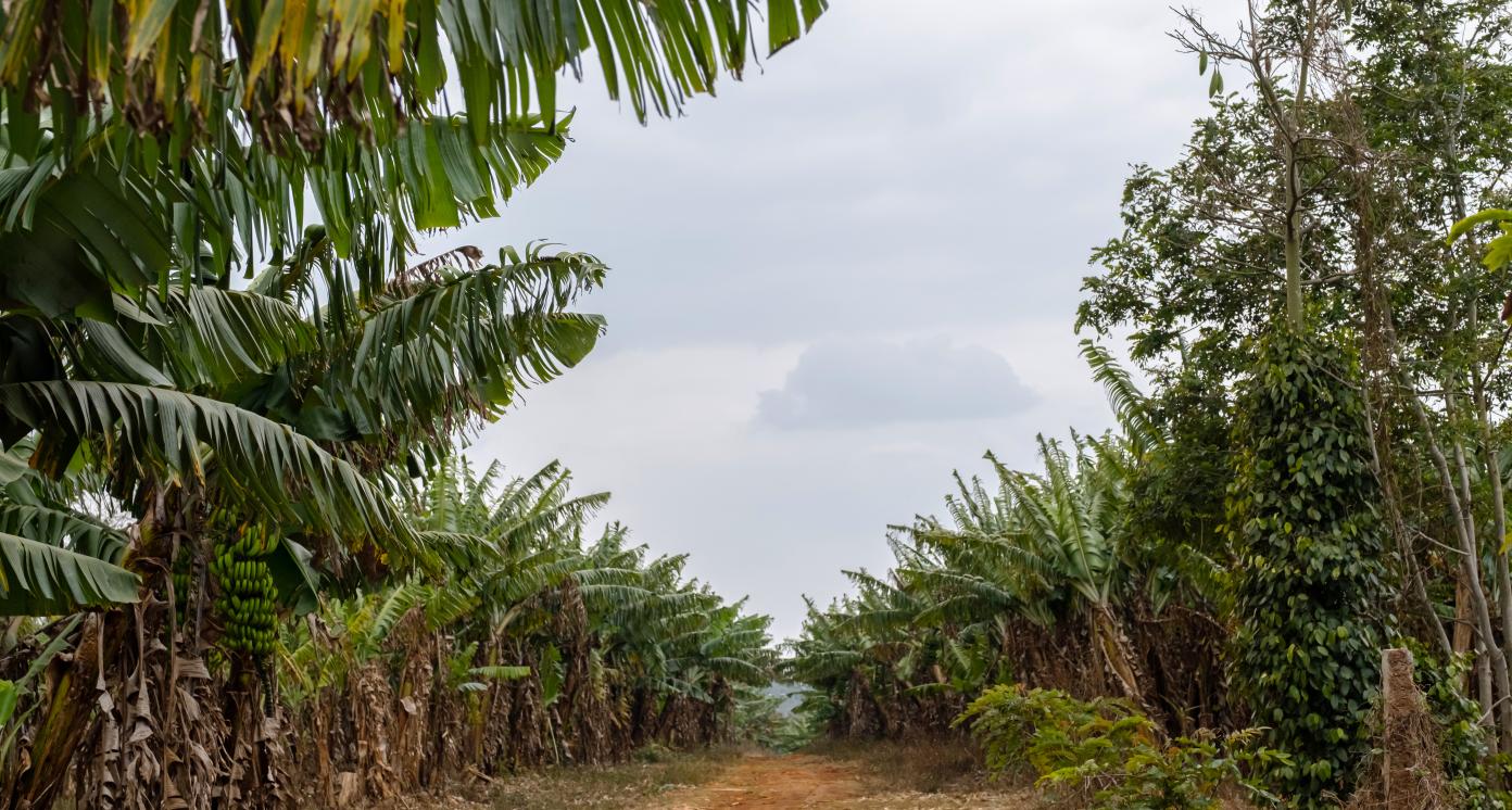 banana plantation