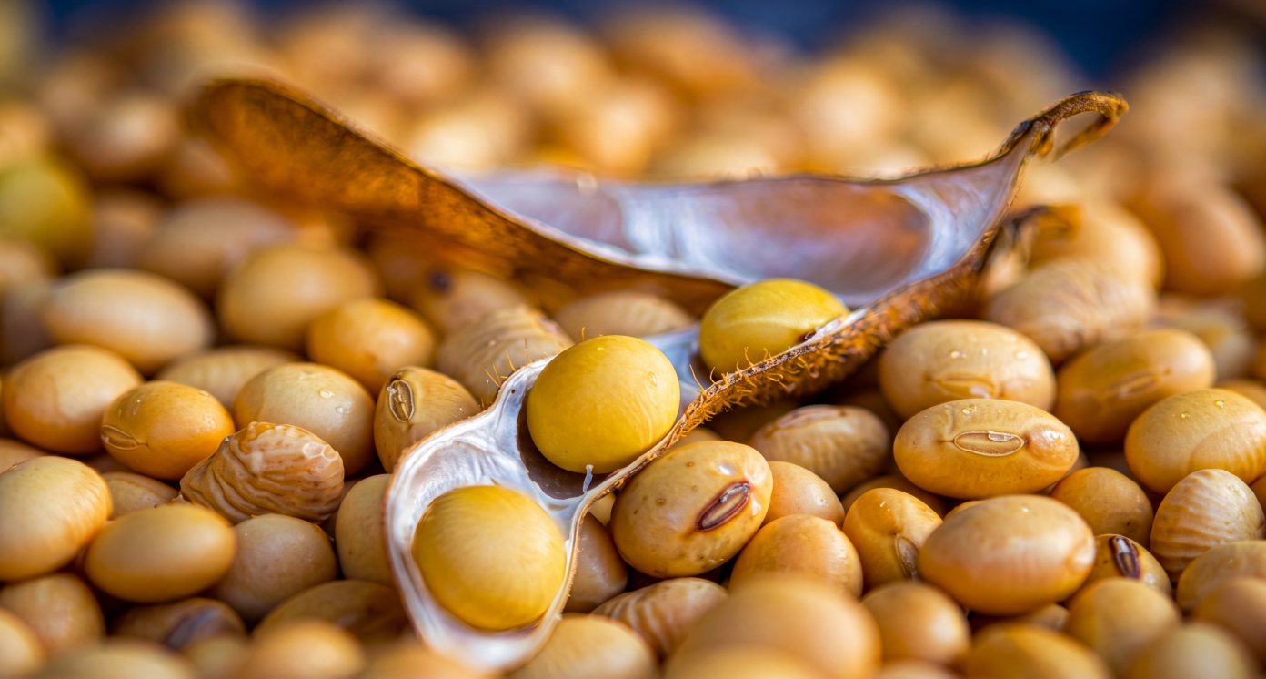 Soybean