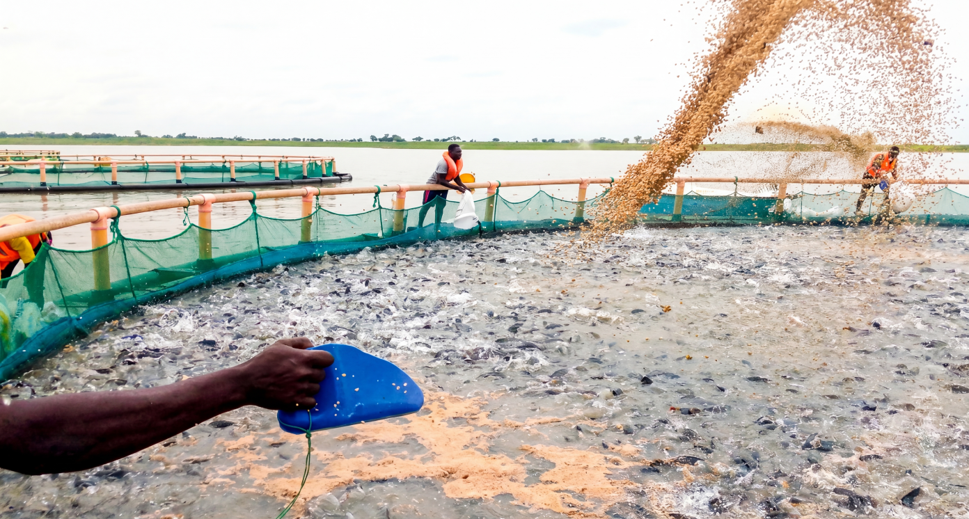 Farmed fish