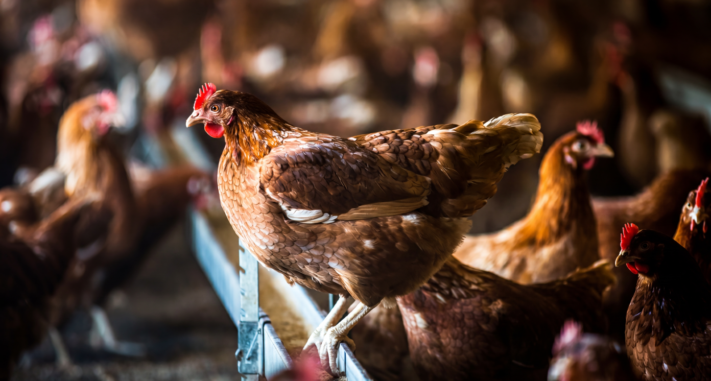 Chicken