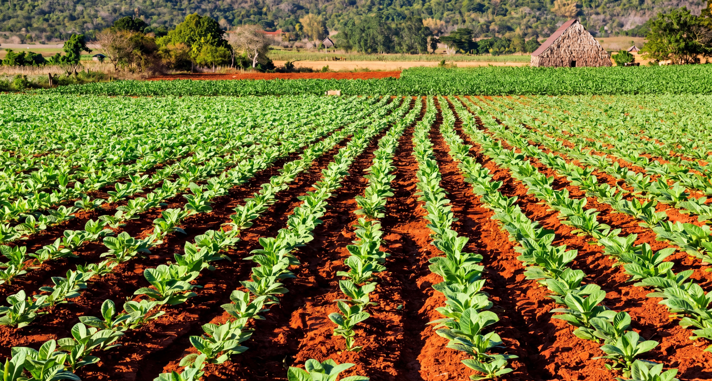 Agricultural landscape