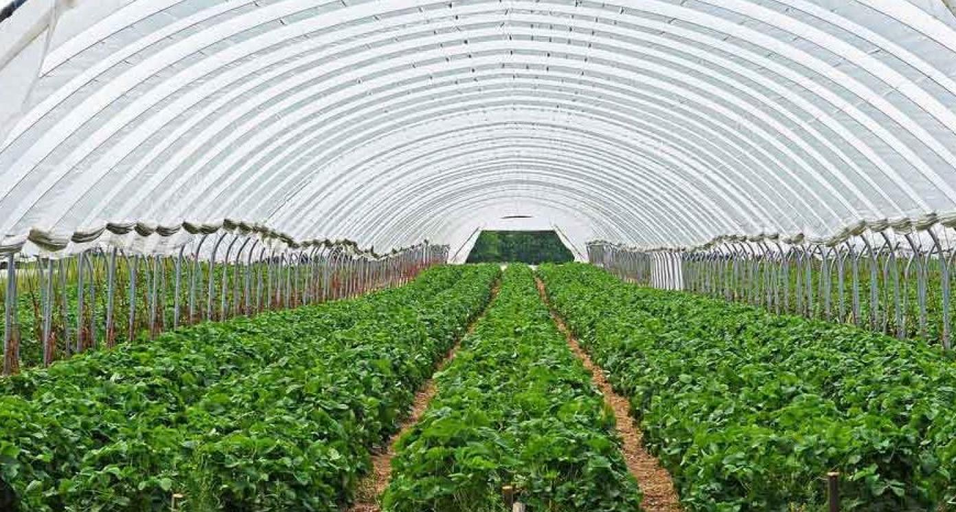 Greenhouse Farming