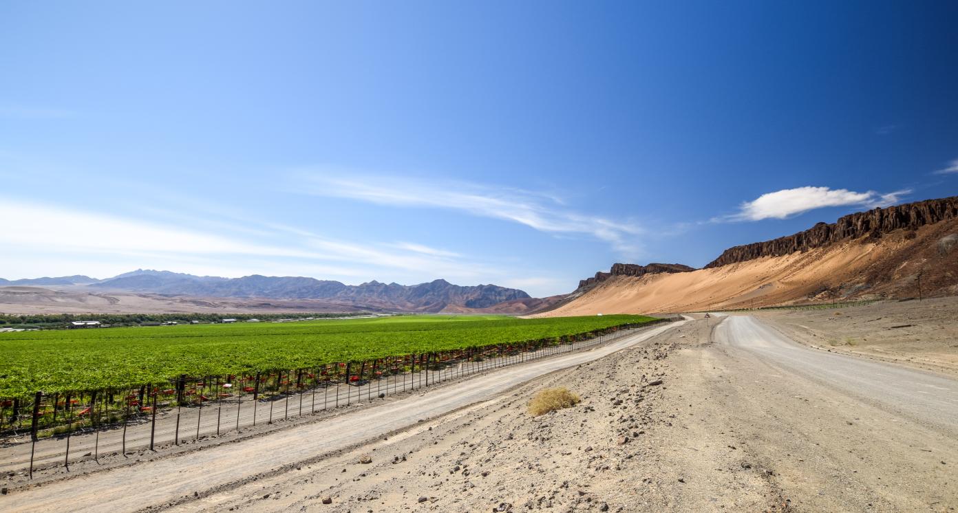 Wide angle view of gravel road next to a huge irrigated grape field and desert mountains on the right side near the town of Aussenkehr in southern Namibia near the South African border. Fenced fields.