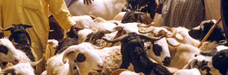 livestock