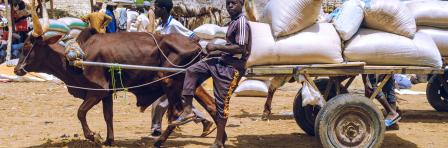 animal feed