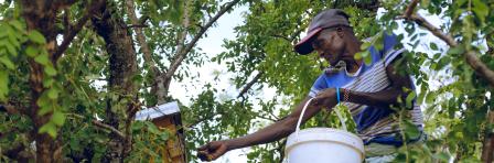 Bee Keeping