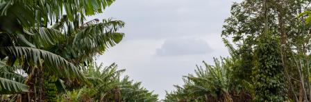 banana plantation