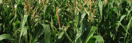 Sustainable Grains and Pulses Innovation