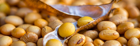 Soybean