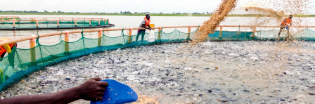 Farmed fish