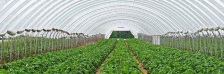 Greenhouse Farming