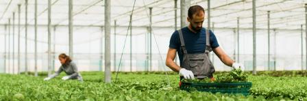 Soilless Agriculture Practices such as Hydroponics and Aquaponics