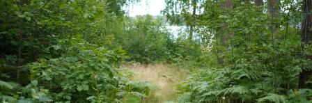 Forest land